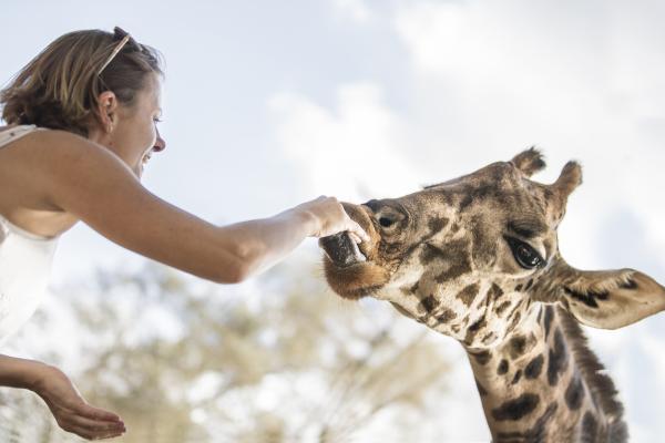 Tamara hand-feeding giraffes